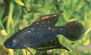 Aquaristik Simpsonichthys Michael Schlüter